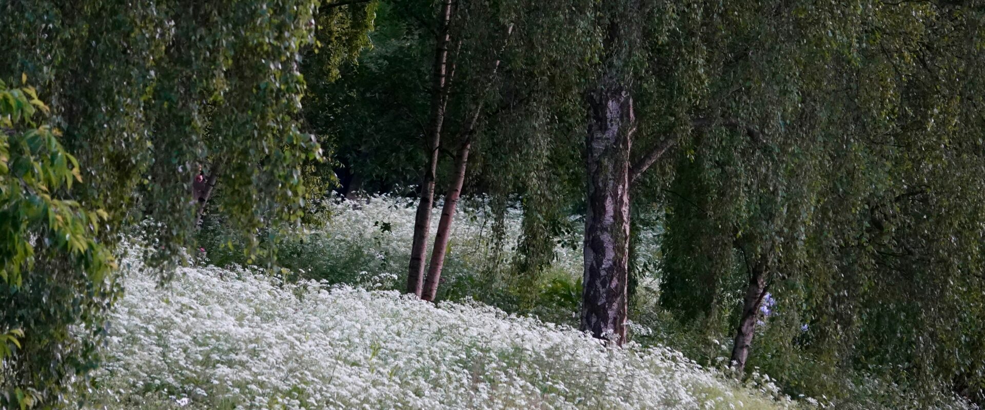 St. James's Park, London