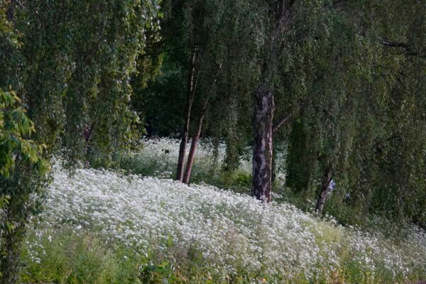 St. James's Park, London